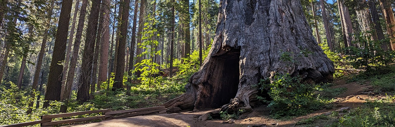 The dead stump of a giant sequoia tree with a tunnel cut through it