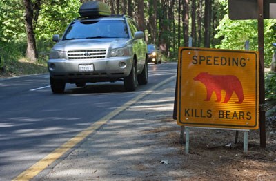 Signs that say "Speeding Kills Bears" mark places along the road that bears have been hit by vehicles.