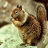 California ground squirrel standing on hind legs eating a nut