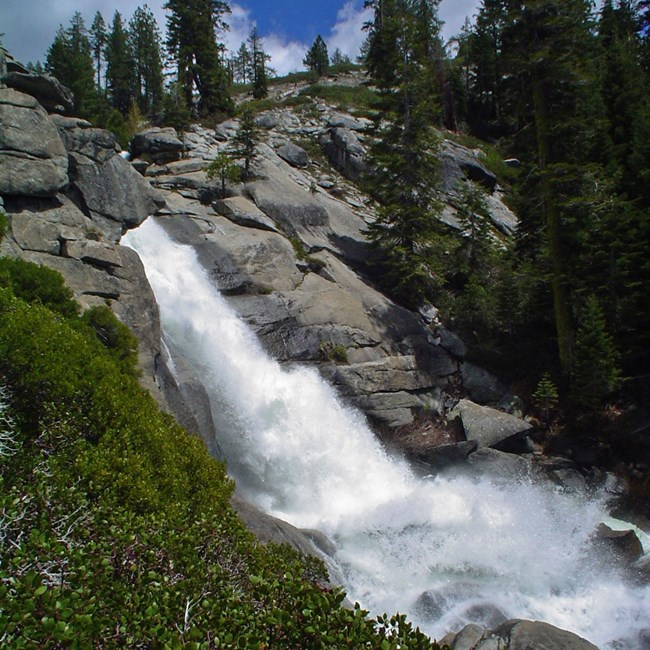 Water cascades down a steep slope with plants in the foreground and conifers in the background