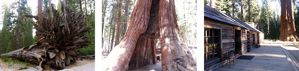 Three images, Fallen Monarch, California Tunnel Tree, and Mariposa Grove Cabin