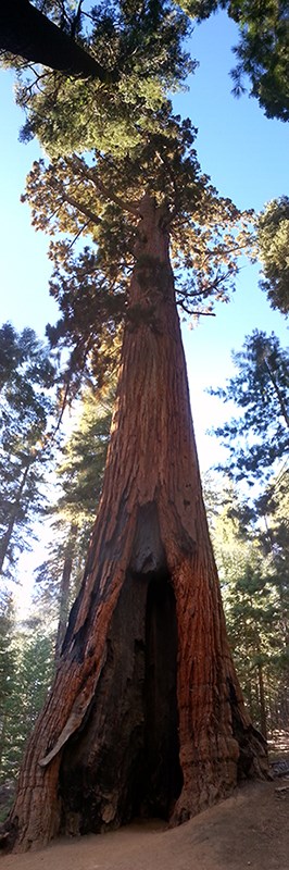 Giant sequoia in the Mariposa Grove with other tree tops