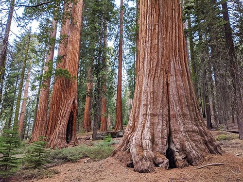 Large sequoias in the Mariposa Grove.