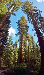 Giant sequoia trees towering over the forest.