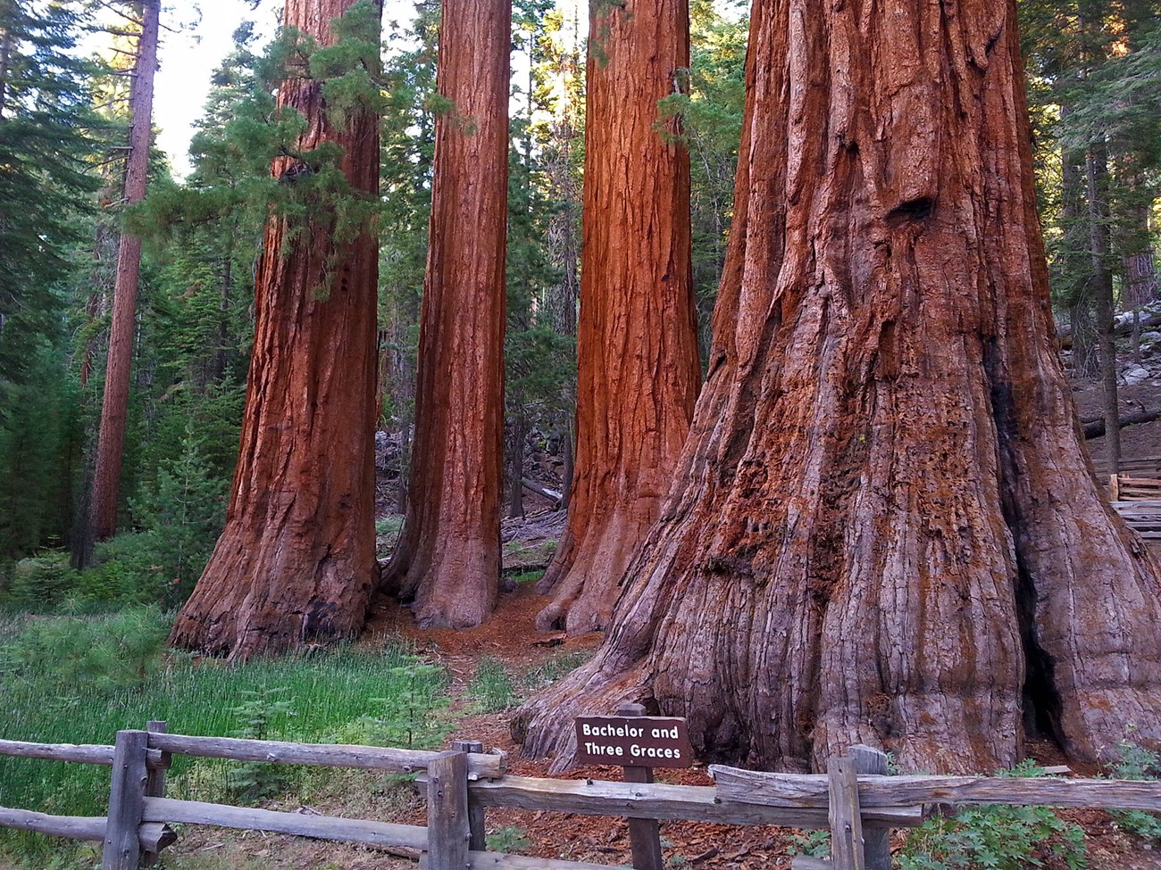 Bachelor and Three Graces in the Mariposa Grove with sign