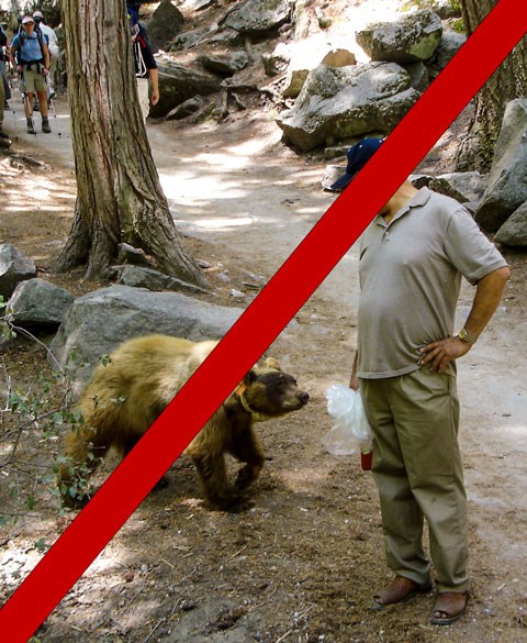 A bear with an orange ear tag and white radio collar approaches to a foot or so of a man standing on a trail; a red line diagonally through the image