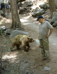 Bear approaching a visitor