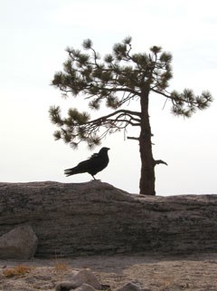 Sillhouette of common raven standing on granite next to sillhouette of pine tree