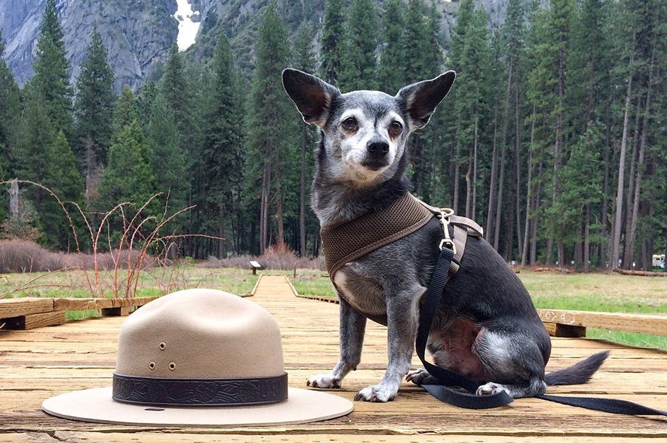 Small dog with harness and leash next to a felt ranger hat