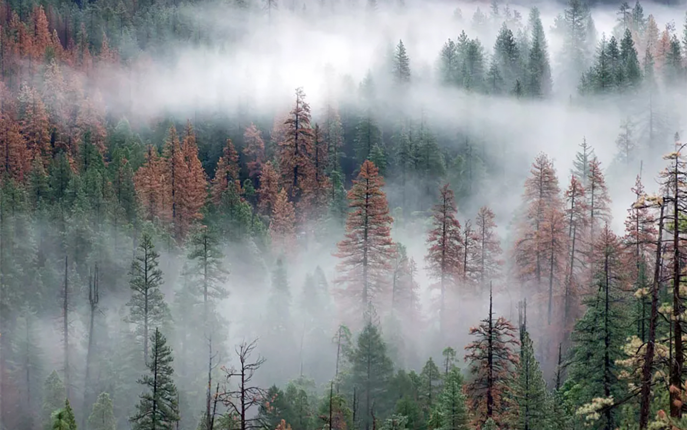 Mixed conifer forest with living and dread trees.