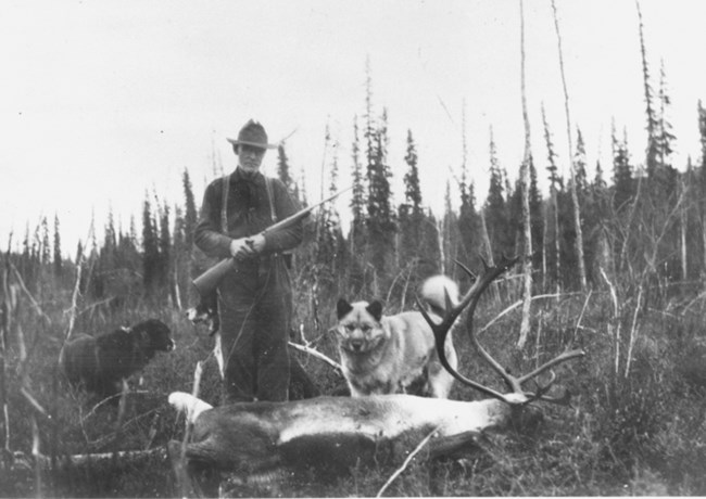 Cap Reynolds stands with two of his dogs over a harvested bull caribou.