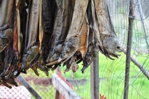 Salmon drying at a Yukon River homestead in 2012.