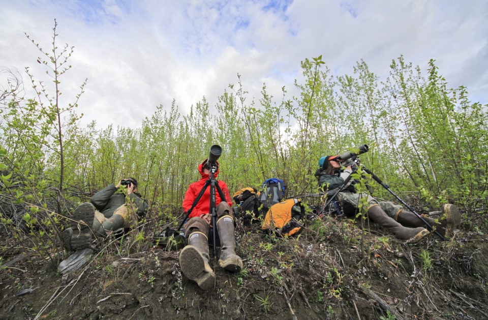 Researchers surveying peregrine falcons with spotting scopes