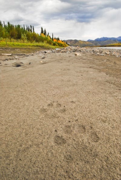 Wolf tracks in the sand along the Yukon River