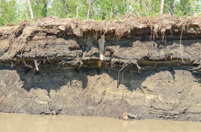 An almost pure ice wedge is clearly visible in a large cutbank on the Yukon River.