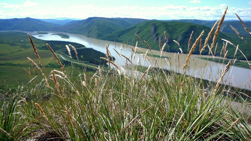 Grasses on a bluff overlooking the Yukon River