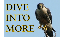 Go to page two to learn about the recover of the peregrine falcon