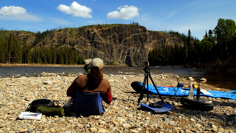 NPS employees survey peregrine falcons along the Charley River