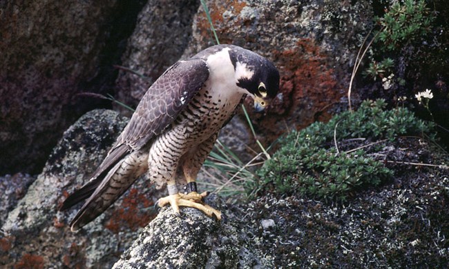 Adult peregrine falcon with leg bands
