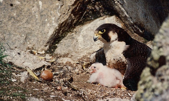 Adult nesting peregrine falcon with nestling and egg in a cliff nest