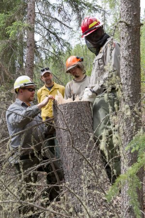 Workers discussing the felling of a tree