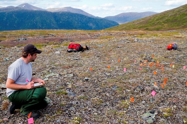 Archaeologist taking notes at an archaeological site with flags marking findings on the tundra