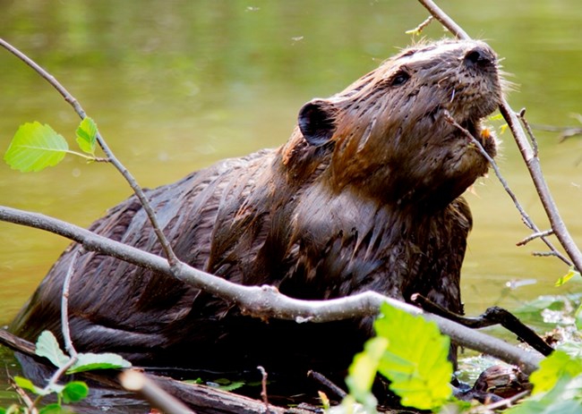 A close-up photo of a beaver