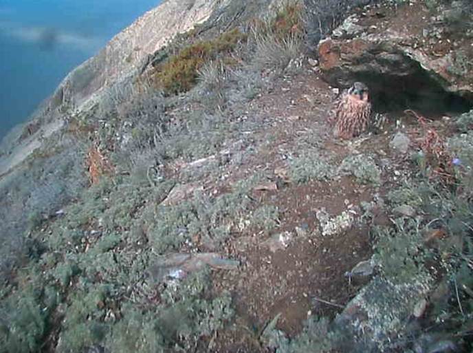 Peregrine falcon eyrie screen capture