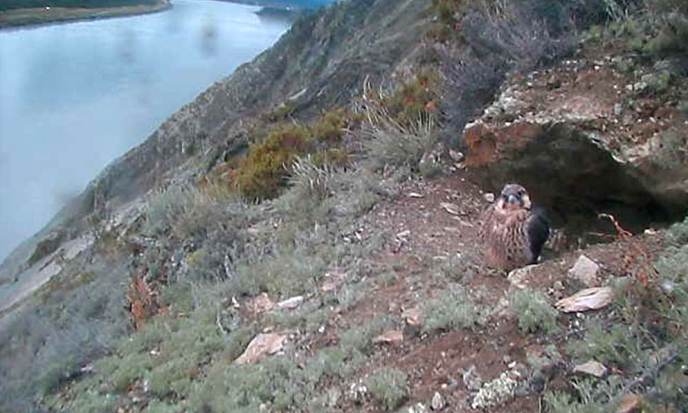 Click the link below to view the live webcam!