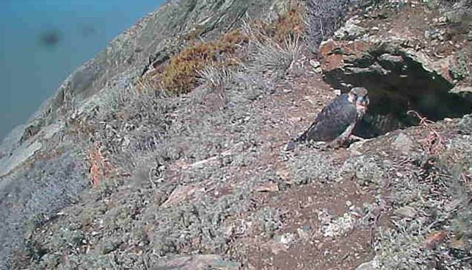 Peregrine falcon eyrie screen capture