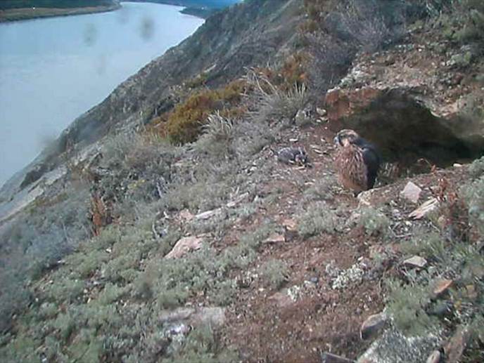 Peregrine falcon eyrie screen capture