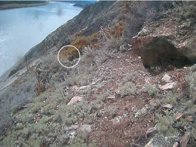 Peregrine falcon eyrie screen capture
