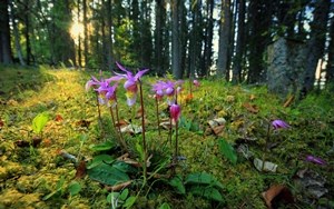 Orchids in the forest in summer