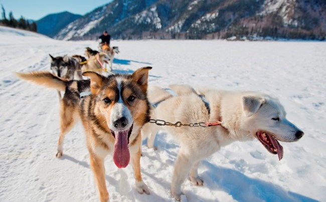 Two happy lead dogs hang their tongues out long to cool off while mushing on the Yukon River