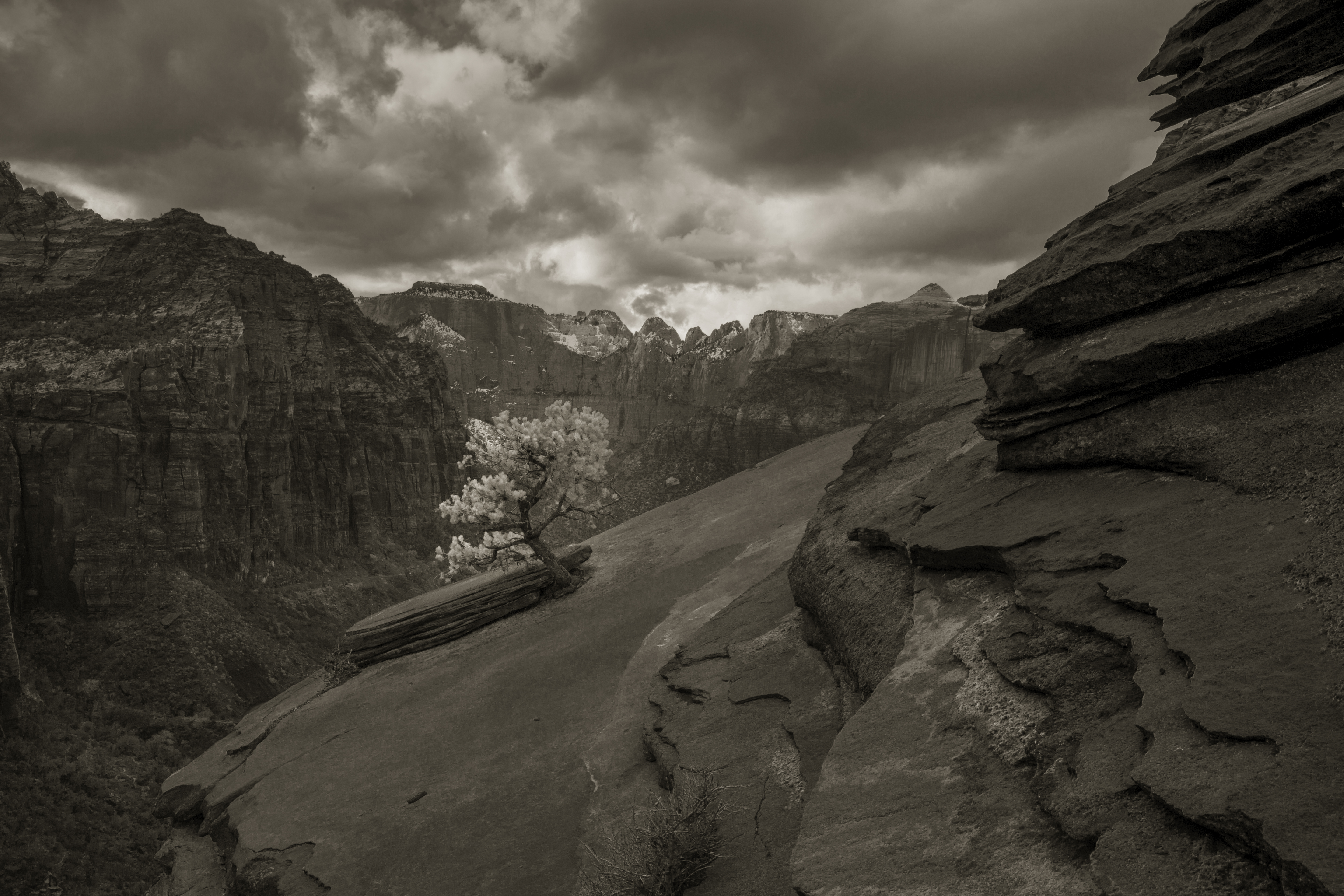 black and white photo of a pinion pine growing on rocky slopes.