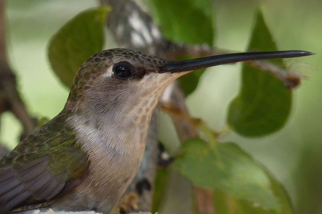 Black-Chinned Hummingbird with green foliage in background