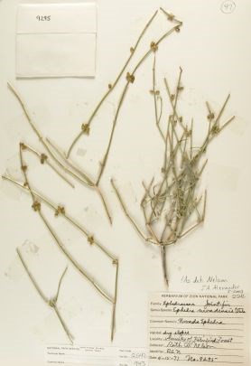 Ephedra nevadensis (Mormon Tea)
Zion Museum Collection ZION 2542