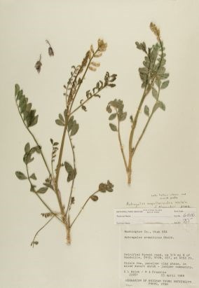 An herbarium sheet with a pressed plant and label.