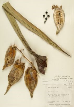 A photo of an herbarium sheet with a pressed plant and label.