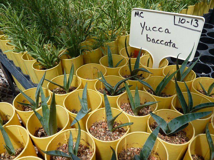 Yucca seedlings in the Zion greenhouse