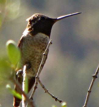 A male Anna's hummingbird