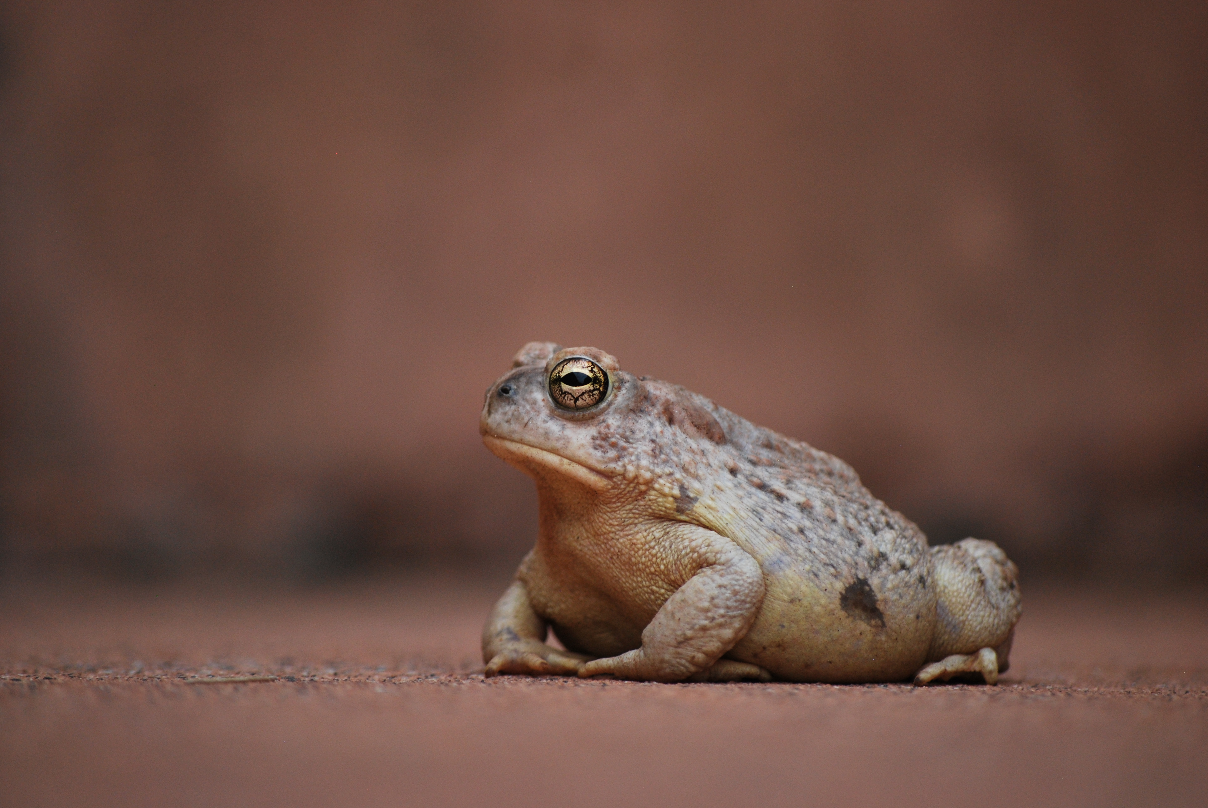 Large bellied Woodhouse toad sitting on a red sandstone rock. Its golden eyes taking in its surroundings