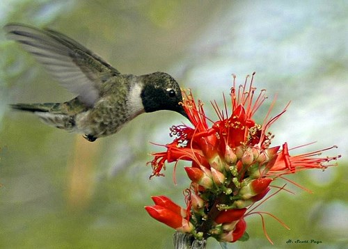 Black-chinned Hummingbird