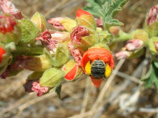 Small black backed bee deep inside a globe mallow flower. Only the bees back and pollen coated legs are visible in the orange flower
