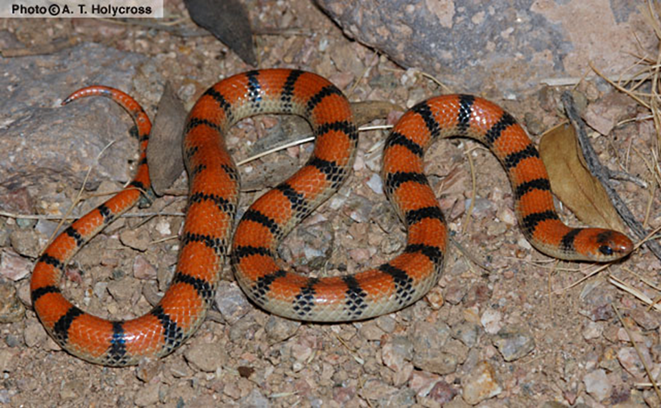 Black and red ground snake