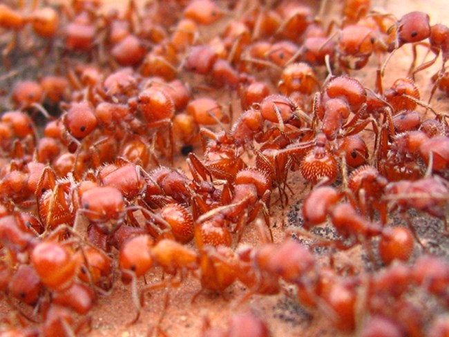 Many red ants crawling around their sandy nest