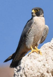 peregrine falcon perched on a white cliff
