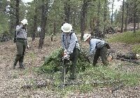 Three members of a fire crew work with a chainsaw to cut and pile vegetation in a forest.