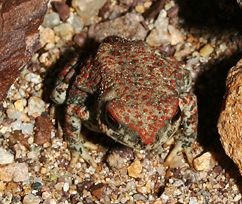 Red Spotted Toad (Bufo punctactus)