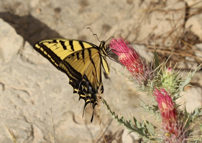 Black and yellow winged butterfly pollinating a red thistle plant